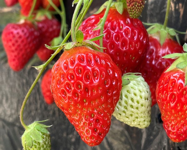 【米沢・高畠・南陽・山形市内発】開運!午(うま)年初詣ミステリー(日帰り)1